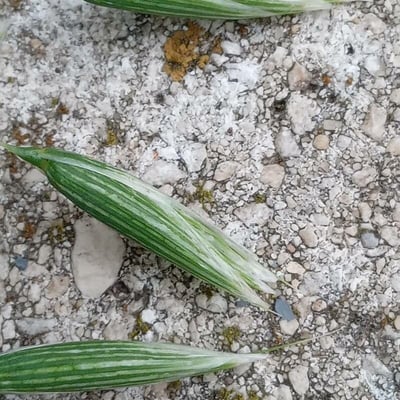 Avena sativa — flower