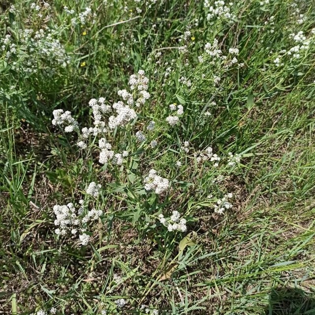 Lepidium latifolium — flower