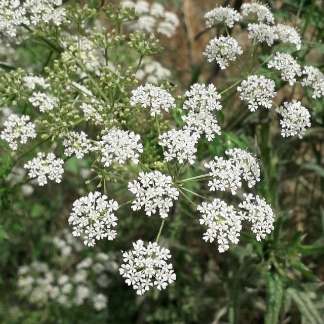Conium maculatum — flower