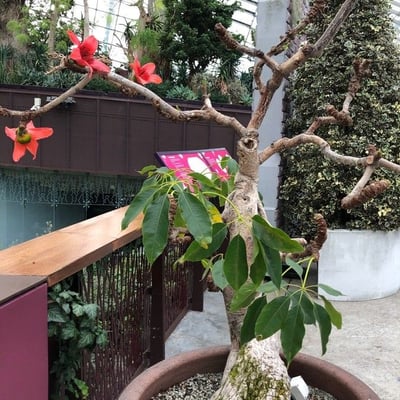 Bombax ceiba — flower