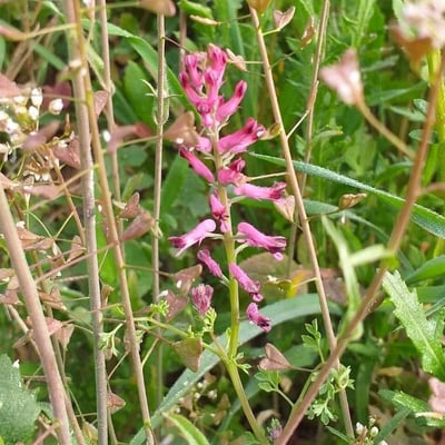 Fumaria bastardii — flower