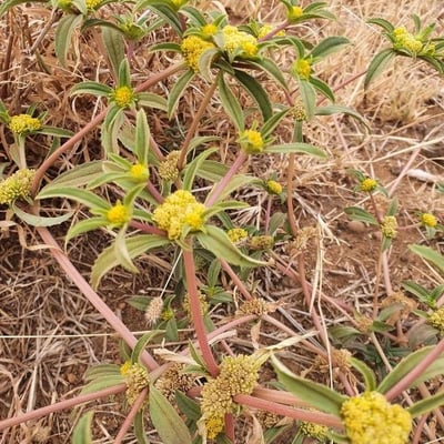 Flaveria trinervia — flower