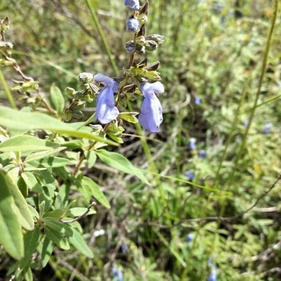 Salvia azurea — flower