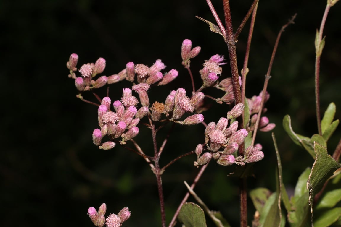 Ayapana amygdalina