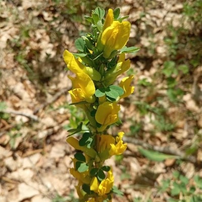 Chamaecytisus ruthenicus — flower