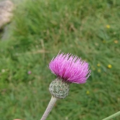 Cirsium dissectum — flower