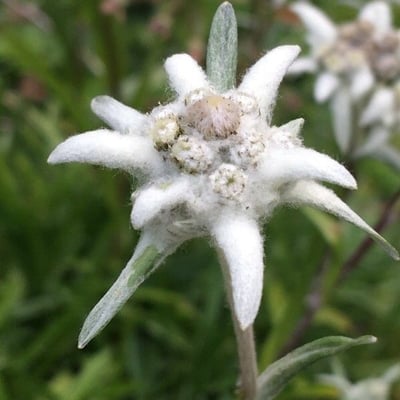 Leontopodium nivale — flower