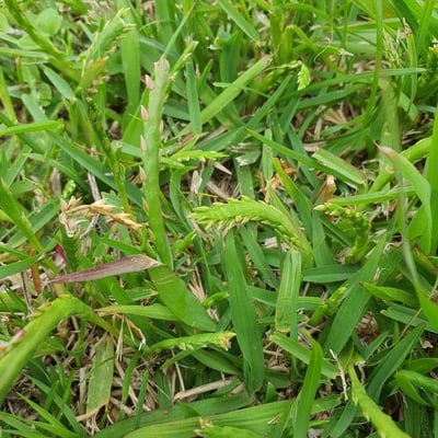 Stenotaphrum secundatum — flower