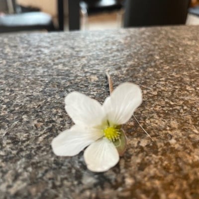 Ranunculus ololeucos — flower