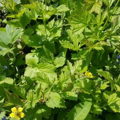 Geum aleppicum — flower