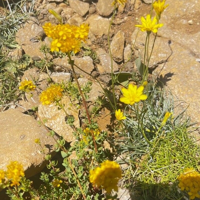Eriophyllum confertiflorum — flower