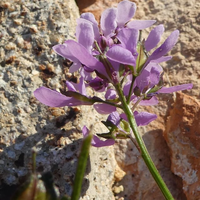 Iberis linifolia — flower