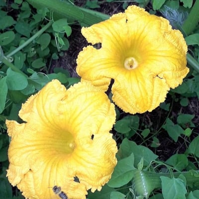 Cucurbita maxima — flower