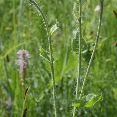 Hieracium amplexicaule — flower