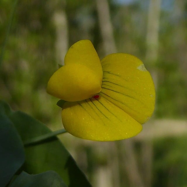 Lathyrus aphaca — flower