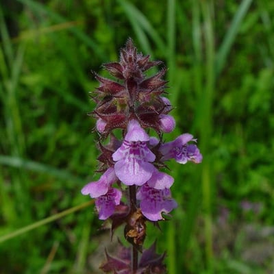 Stachys palustris — flower