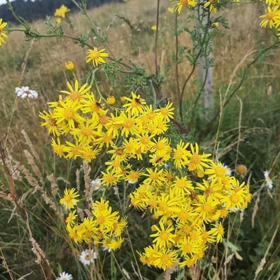Senecio viscosus — flower