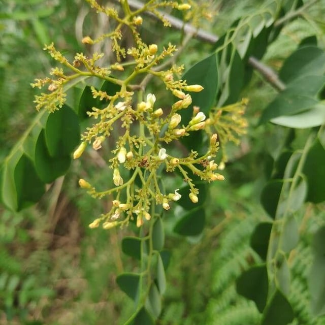 Dalbergia frutescens — flower