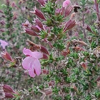 Micromeria graeca — flower
