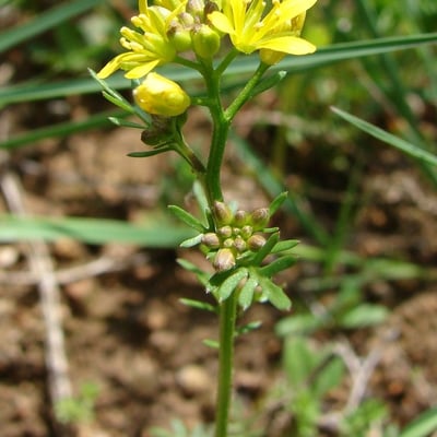 Sisymbrella aspera — flower