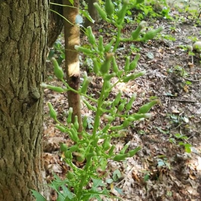 Lactuca floridana — flower