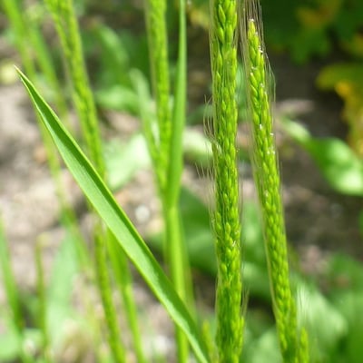 Apera interrupta — leaf