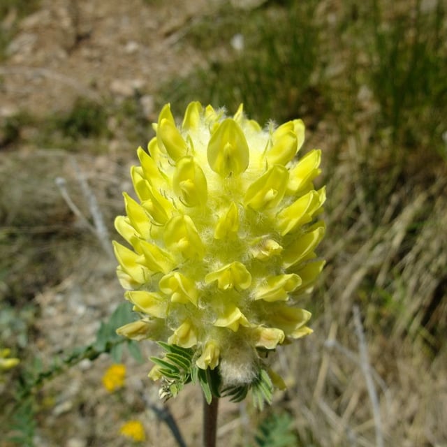Astragalus alopecurus — flower