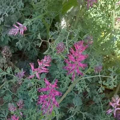 Fumaria officinalis — flower
