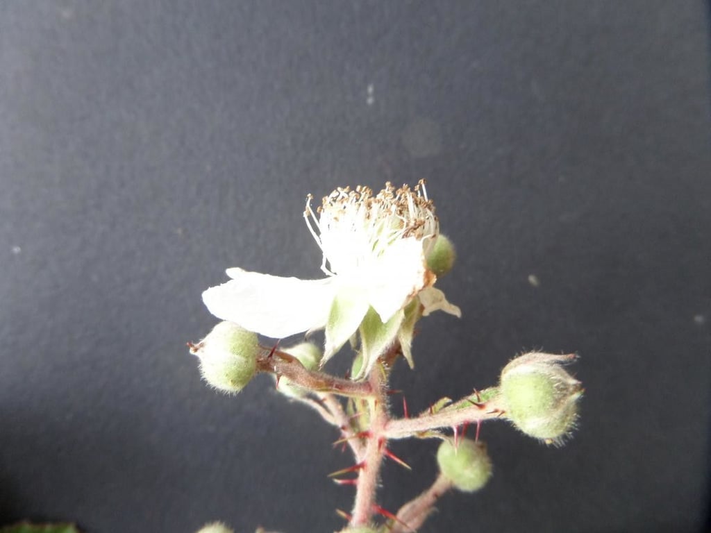 European blackberry