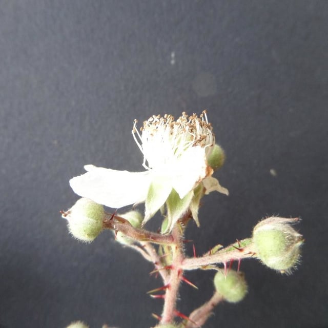 Rubus vestitus — flower