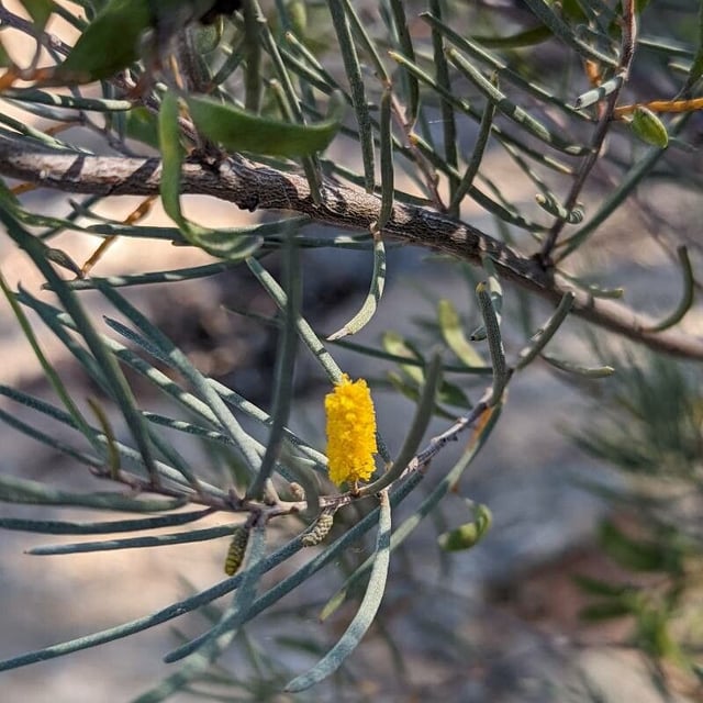Acacia aneura — flower