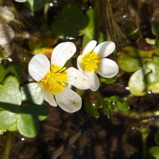 Ranunculus aquatilis — flower