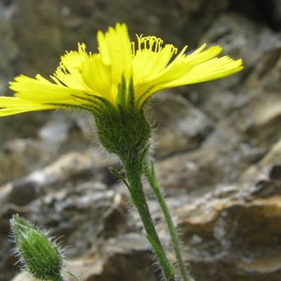 Hieracium humile — flower