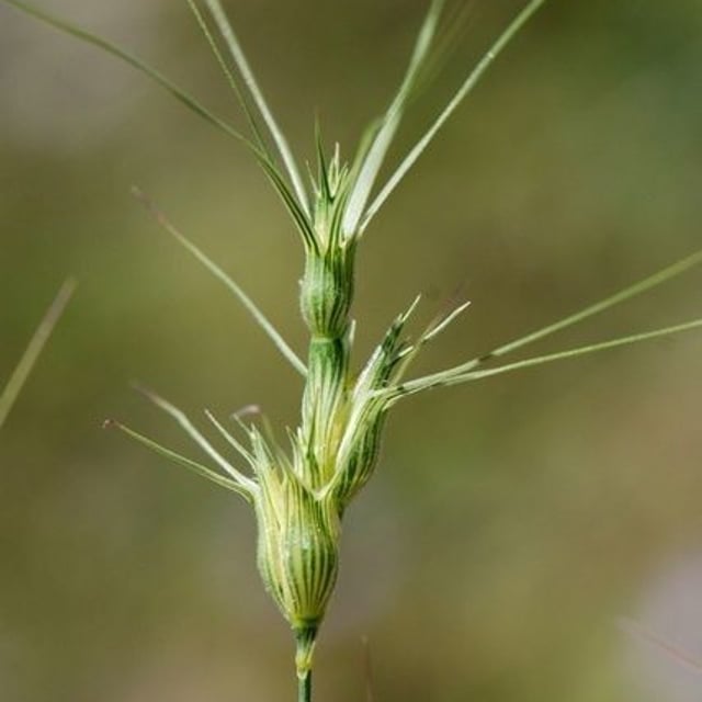 Aegilops neglecta — flower