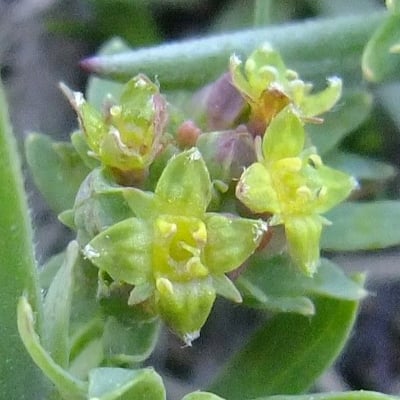 Alchemilla pentaphyllea — flower