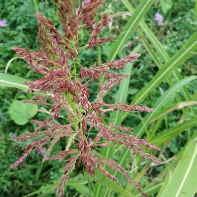 Sorghum halepense — flower
