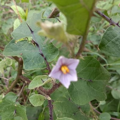 Solanum violaceum — flower