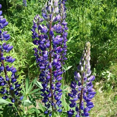 Lupinus albifrons — flower