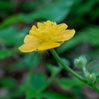 Ranunculus lanuginosus — flower