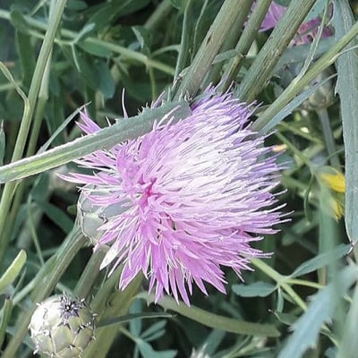 Mantisalca salmantica — flower