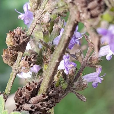 Cantinoa mutabilis — flower