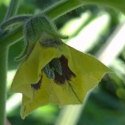 Physalis peruviana — flower