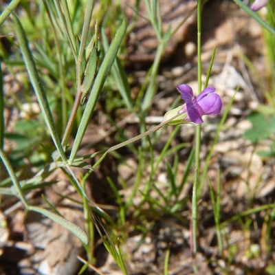 Lathyrus angulatus — flower