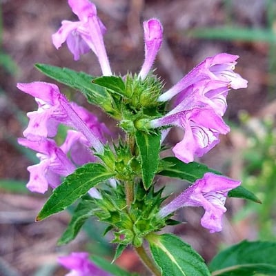 Galeopsis ladanum — flower
