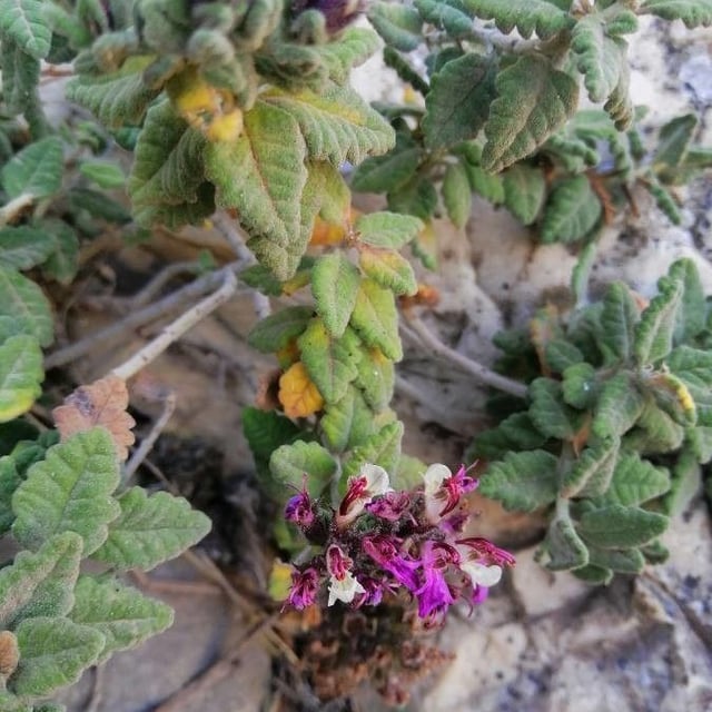 Teucrium buxifolium