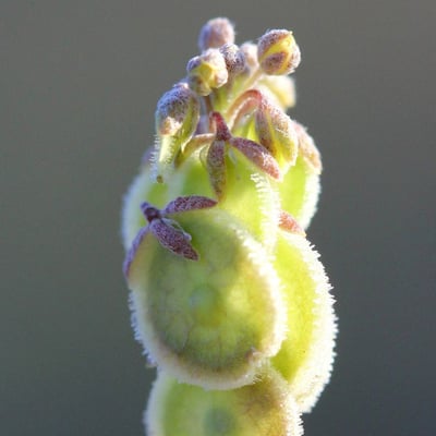 Clypeola jonthlaspi — flower