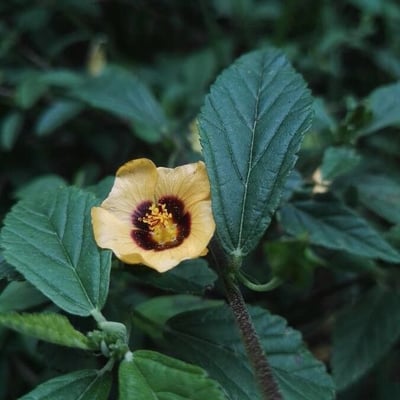 Sida urens — flower