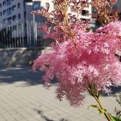 Filipendula rubra — flower