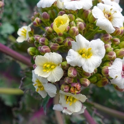 Crambe maritima — flower