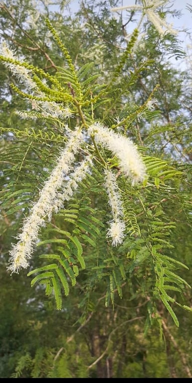 Mimosa tenuiflora